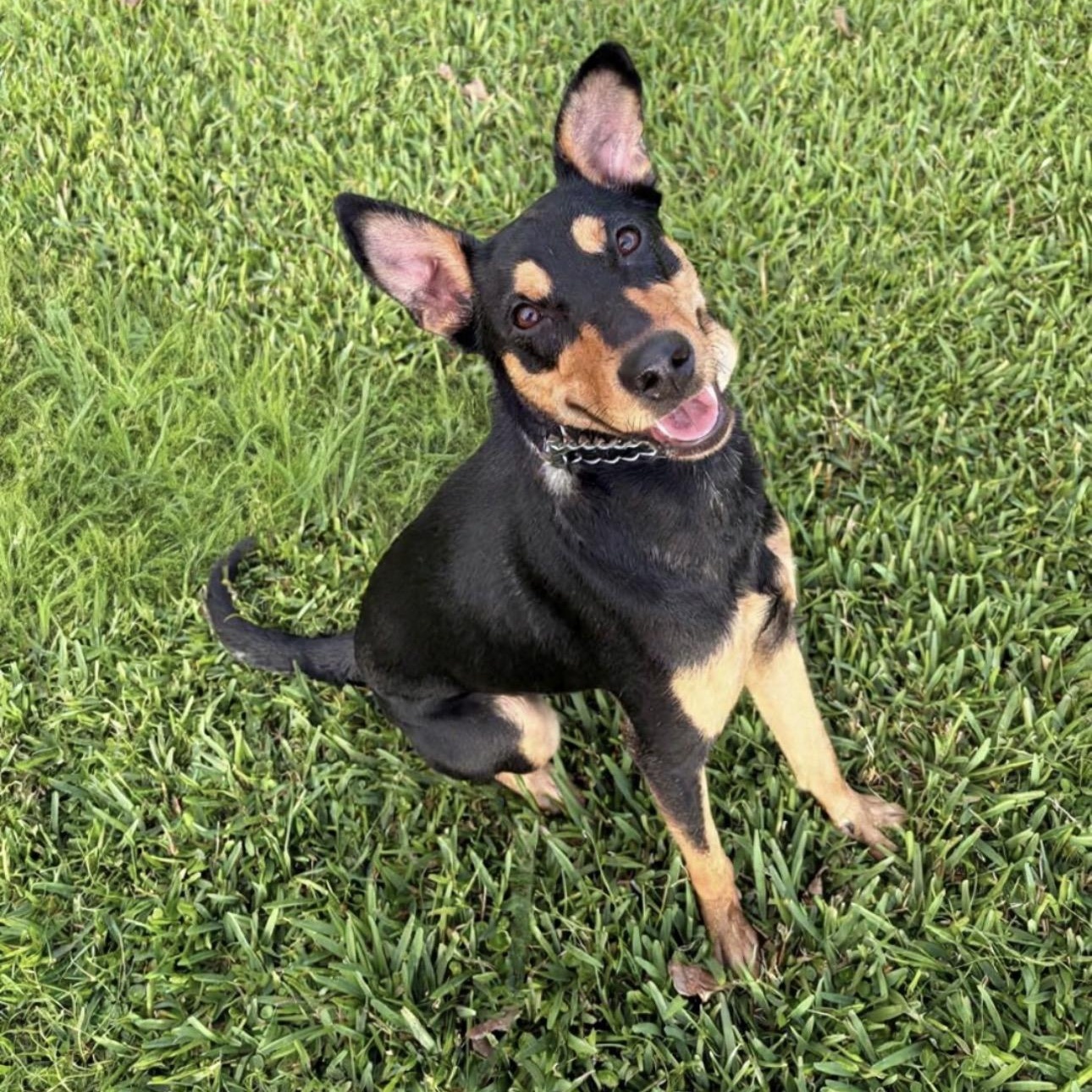 Enlarge Kesha, a ADOPTABLE mixed breed in Lake Worth, FL image 1/6