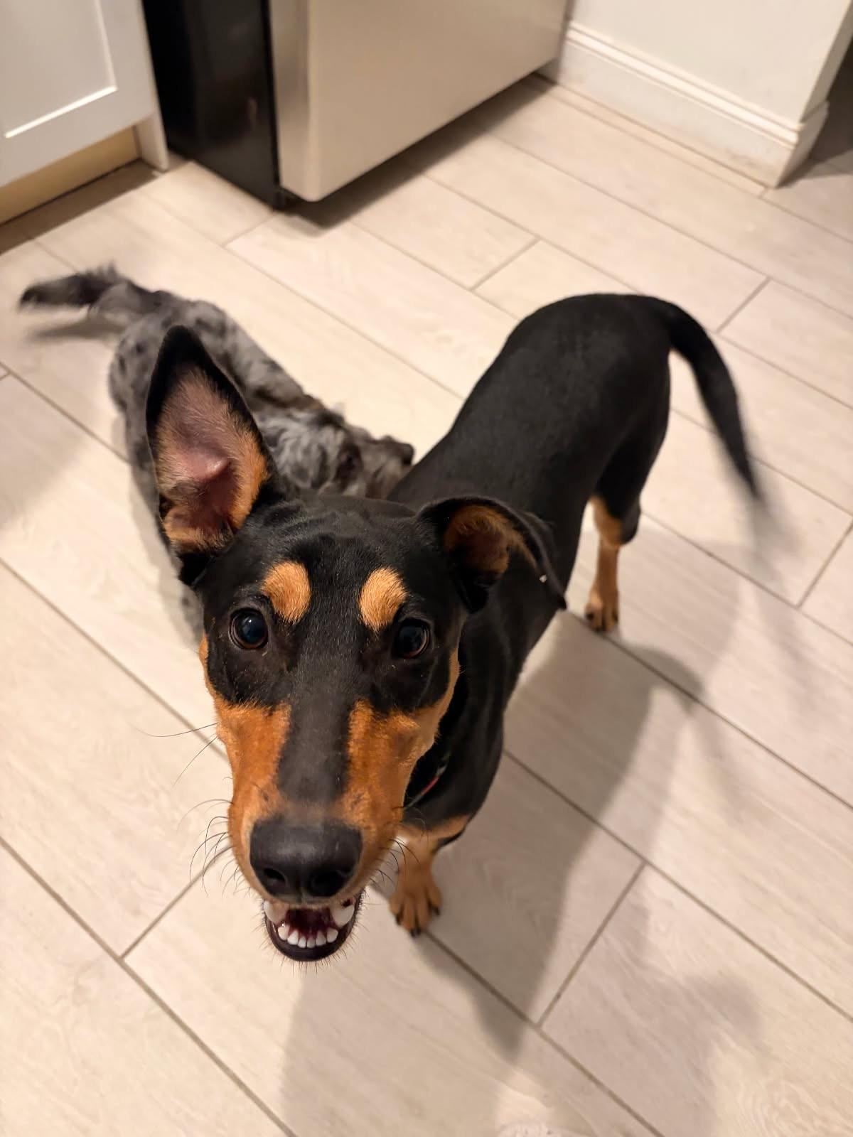 Enlarge Kesha, a ADOPTABLE mixed breed in Lake Worth, FL image 3/6