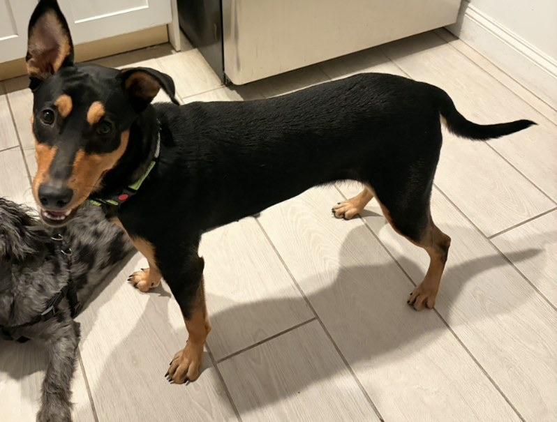 Enlarge Kesha, a ADOPTABLE mixed breed in Lake Worth, FL image 5/6