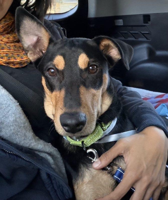 Enlarge Kesha, a ADOPTABLE mixed breed in Lake Worth, FL image 4/6