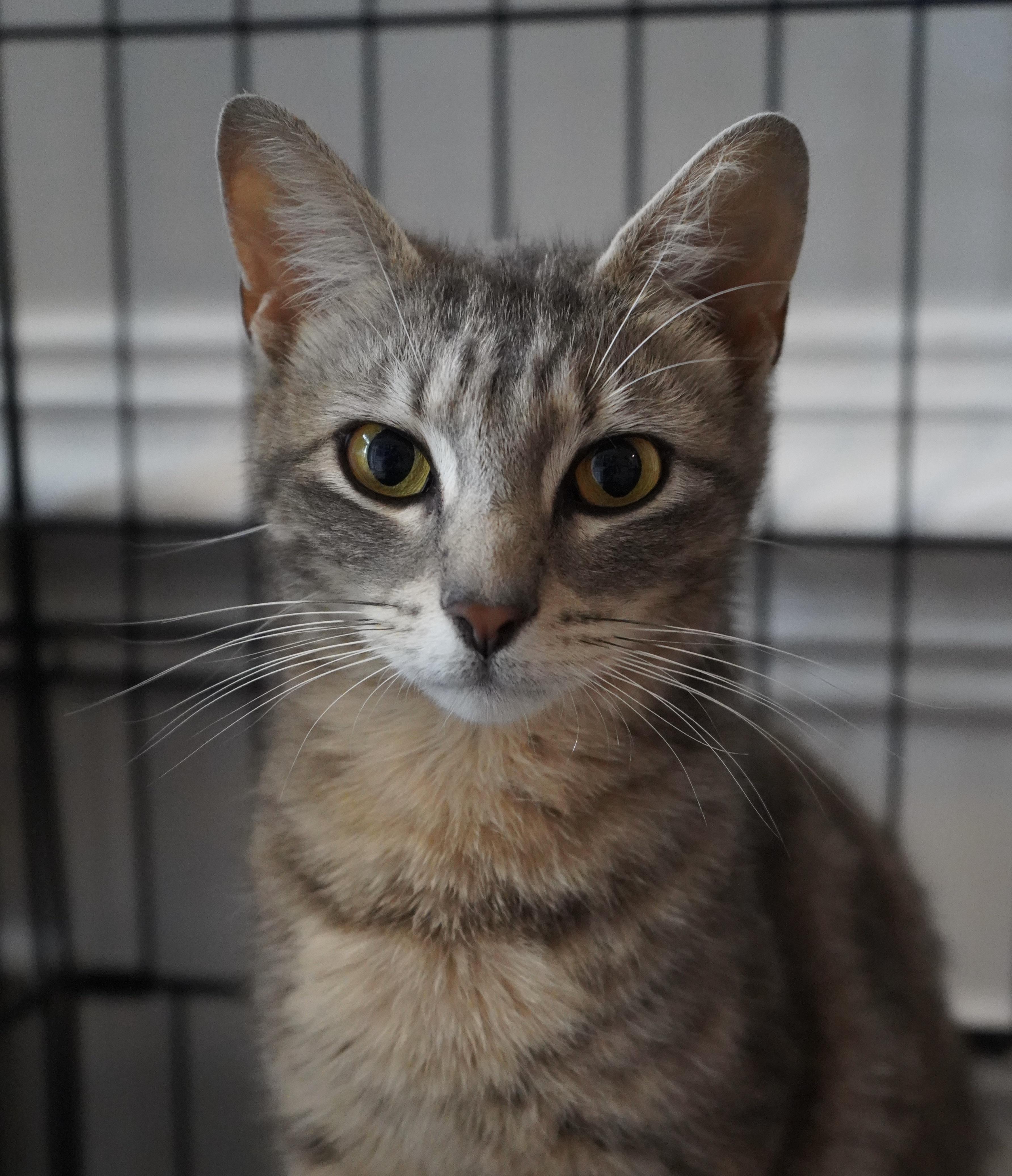 Enlarge Junie, a Adoptable Domestic Short Hair in Frederick, MD image 1/1