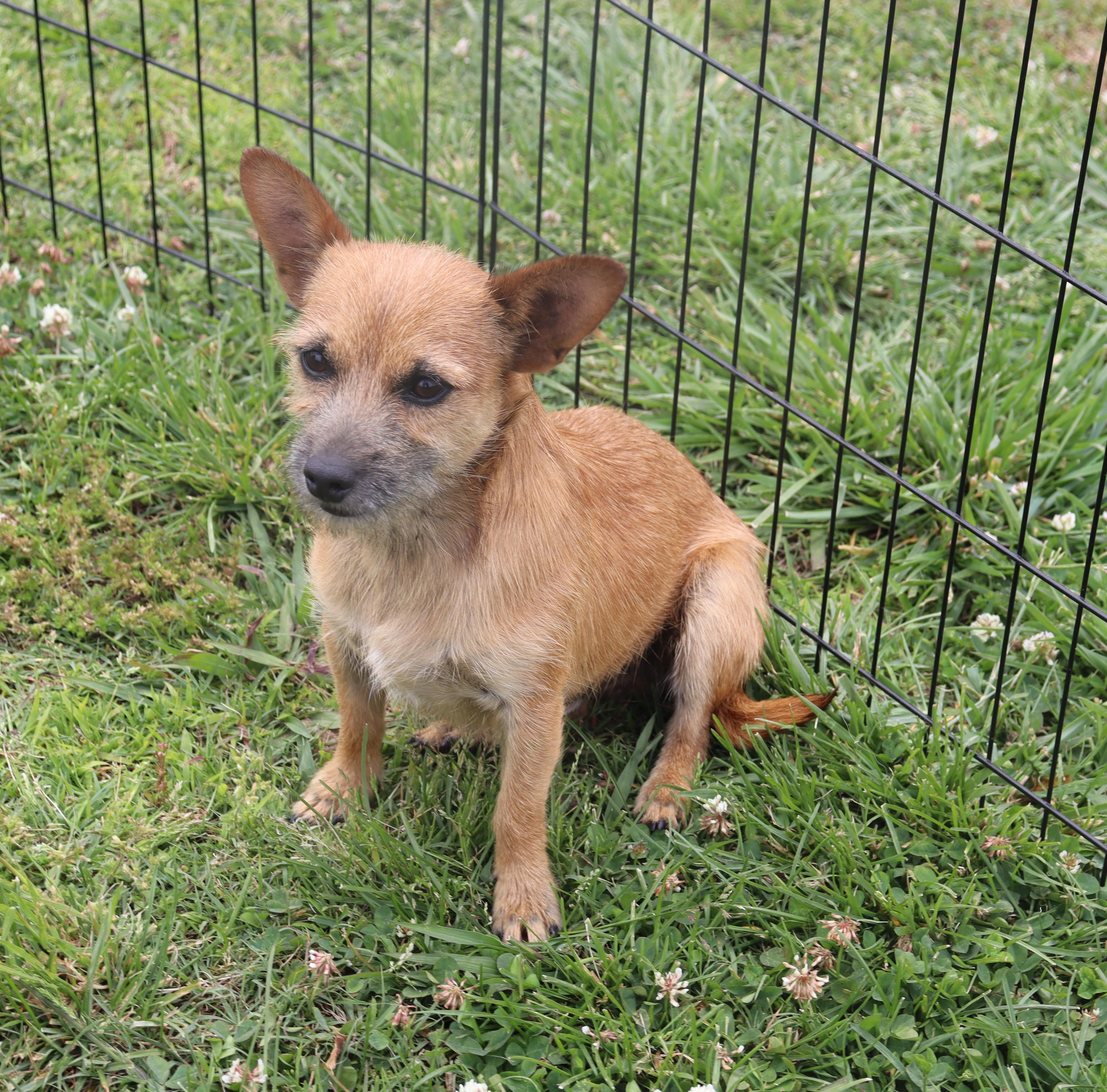Enlarge Rascal, a ADOPTABLE mixed breed in Virginia Beach, VA image 2/6