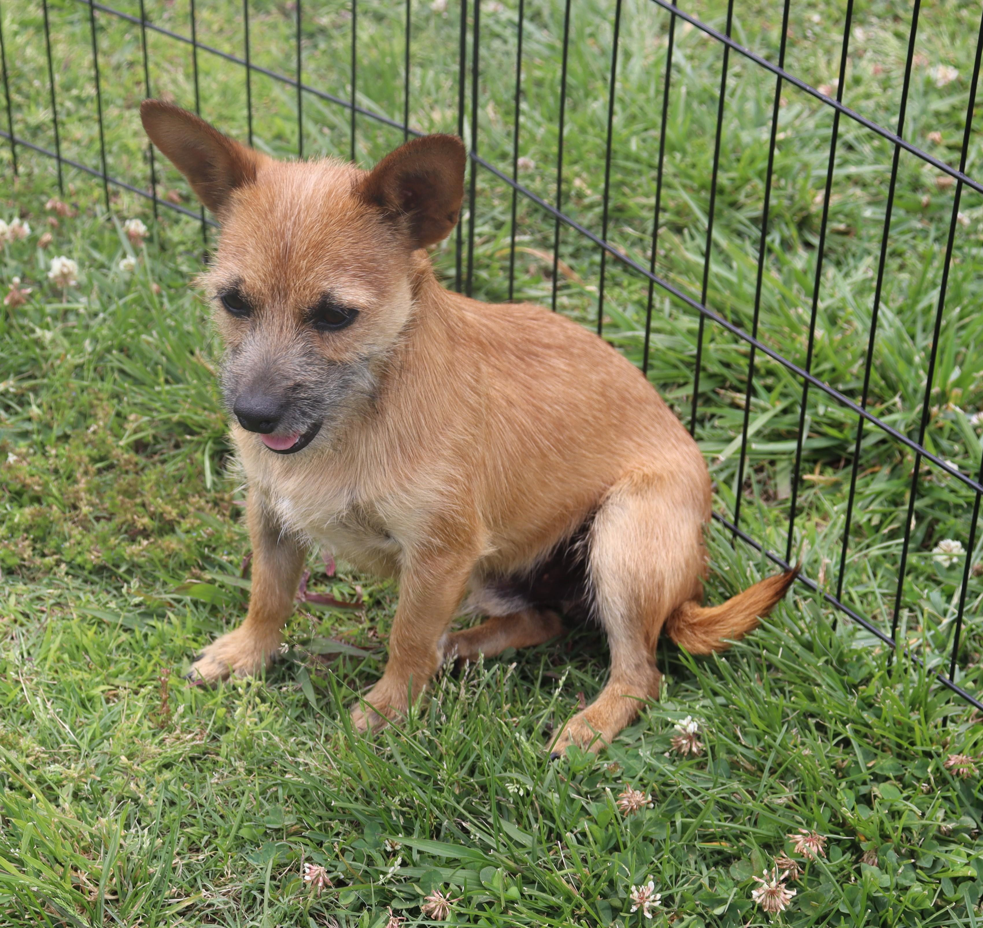 Rascal, ADOPTABLE, Puppy Male Chihuahua & Terrier.