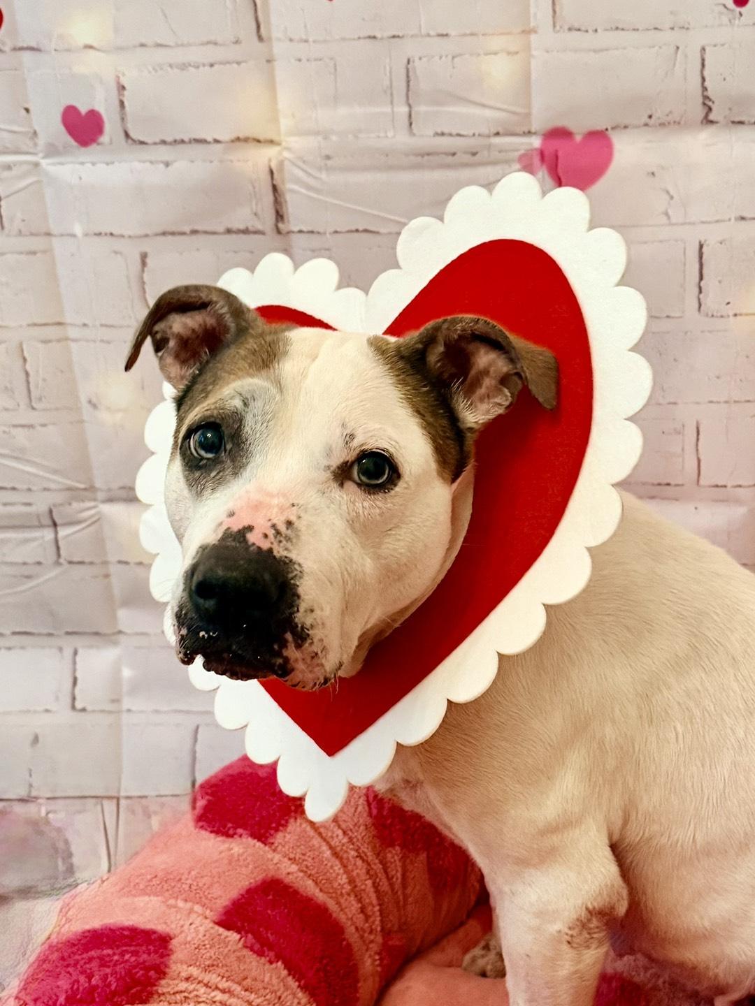Enlarge Puppycups (Gentle, Loving, Resilient, Affectionate, Calm, and Sweet ), an adopted mixed breed in Willington, CT image 4/4