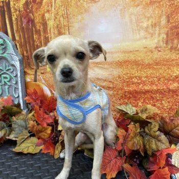 Yogi, Adoptable, Young Male Chihuahua.