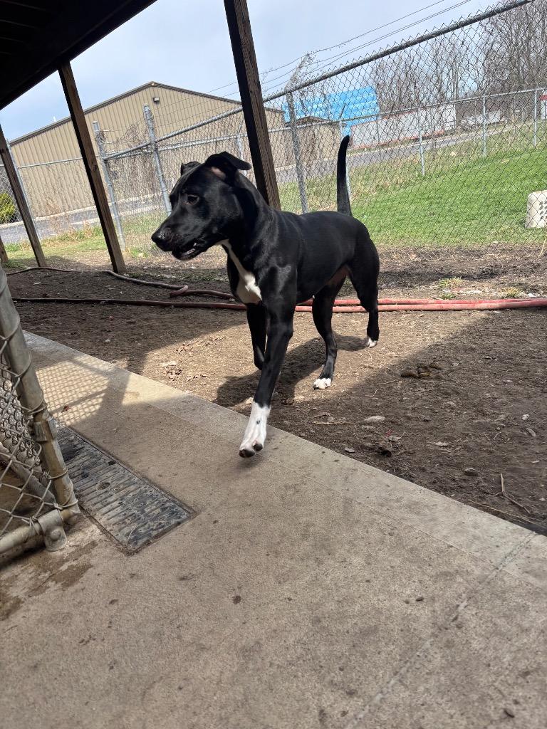 Sofia, Adoptable, Young Female Pit Bull Terrier & Boxer.