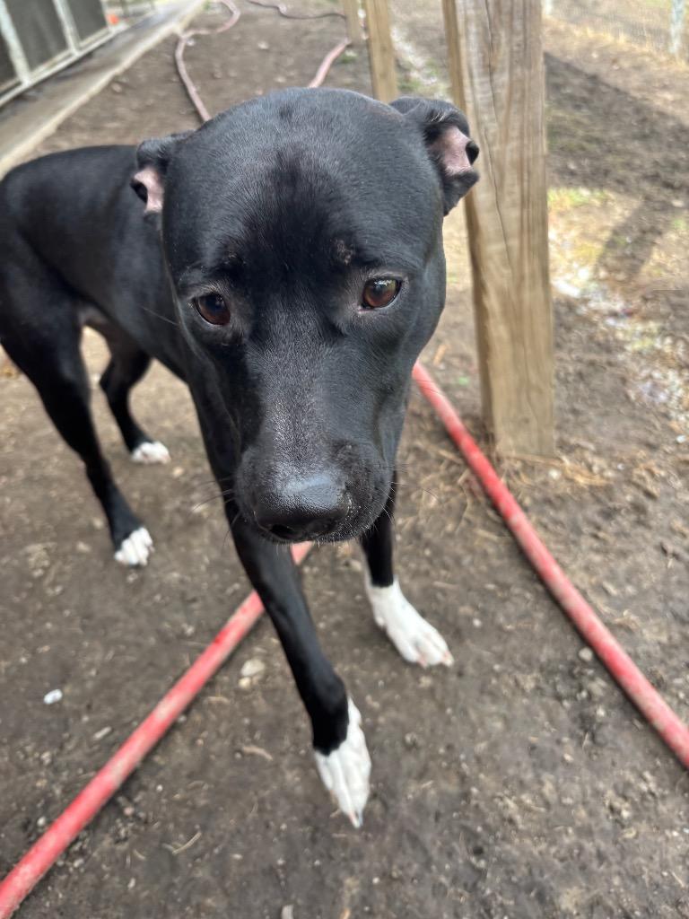 Sofia, a Adoptable mixed breed in Findlay, OH image 2/2