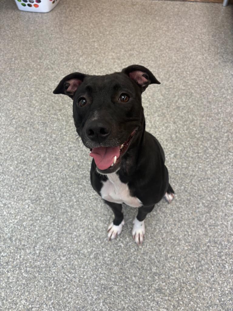 Sofia, a Adoptable mixed breed in Findlay, OH image 3/3