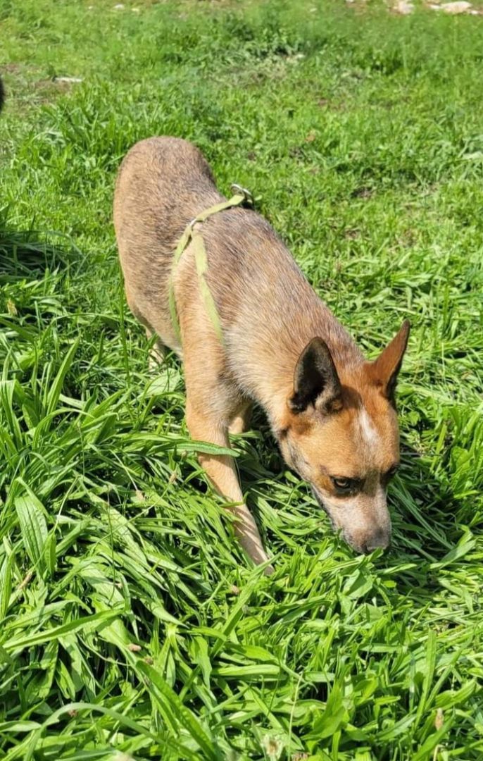 Tubby, a Adoptable Australian Cattle Dog / Blue Heeler in Washburn, TN image 1/3
