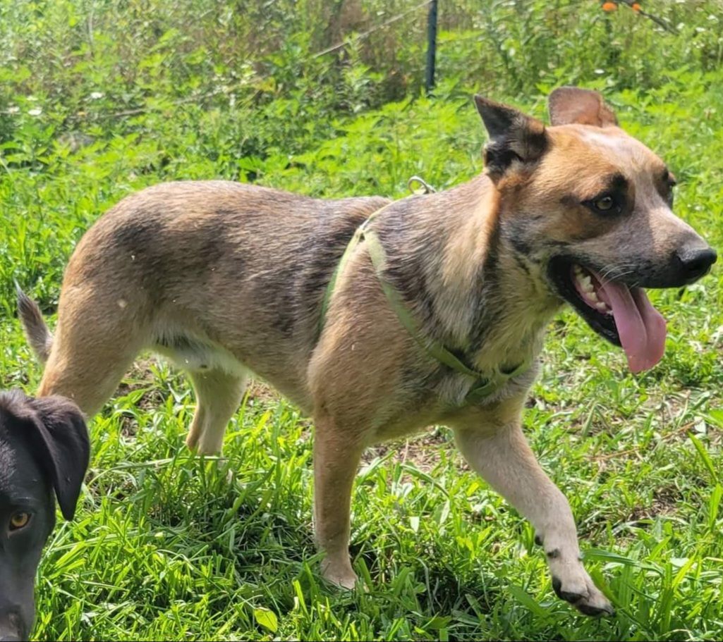 Tubby, a Adoptable Australian Cattle Dog / Blue Heeler in Washburn, TN image 2/3