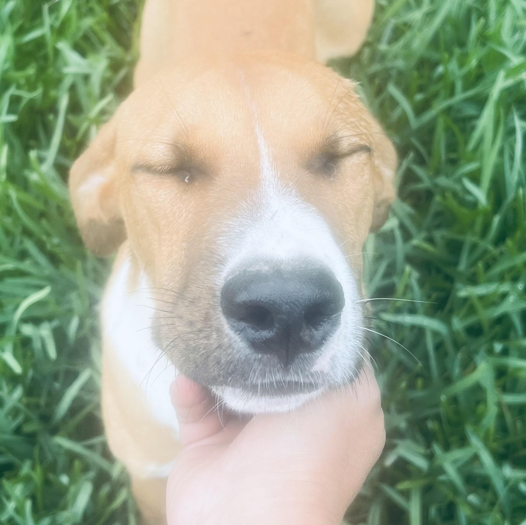 Enlarge Mr Cuddle bug! Sweet and docile! , a ADOPTABLE Mixed Breed in Milford , NH image 4/6