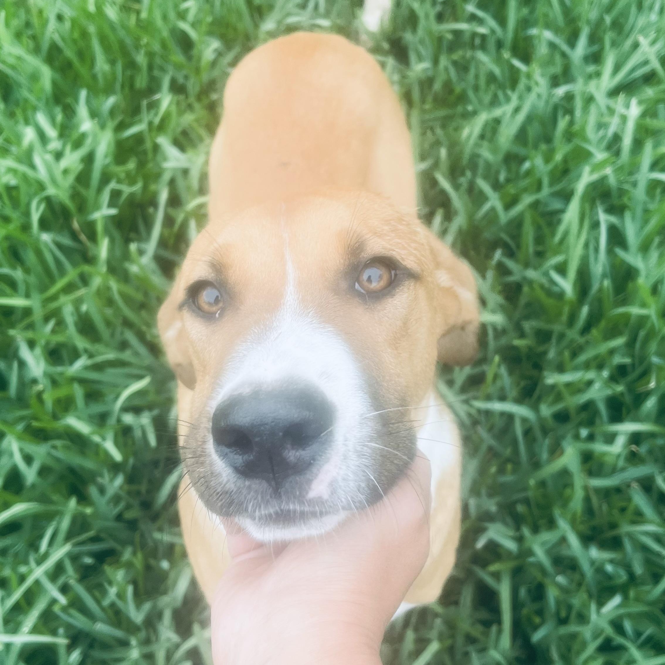 Mr Cuddle bug! Sweet and docile! , ADOPTABLE, Young Male Mixed Breed.