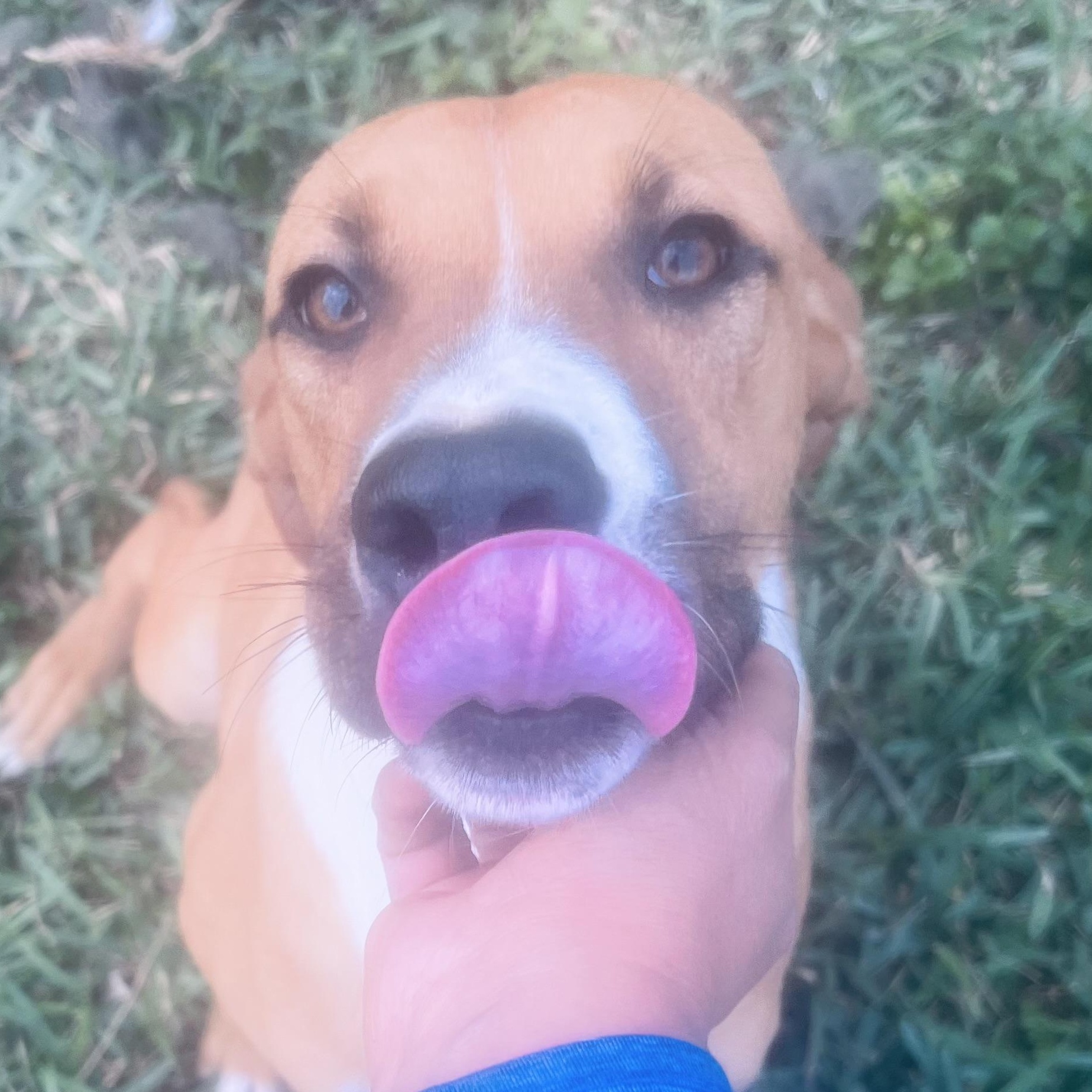 Enlarge Mr Cuddle bug! Sweet and docile! , a ADOPTABLE Mixed Breed in Milford , NH image 5/6