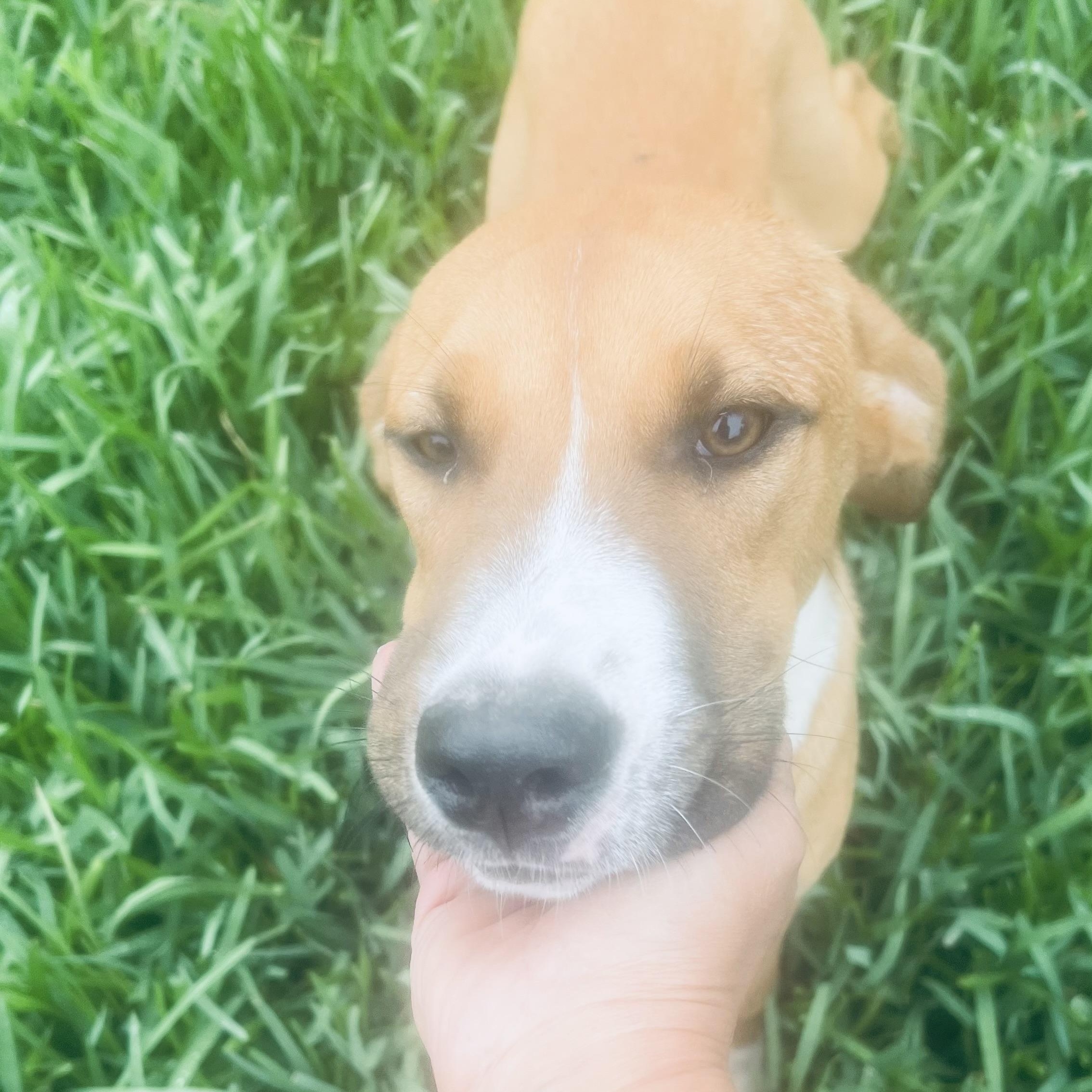 Enlarge Mr Cuddle bug! Sweet and docile! , a ADOPTABLE Mixed Breed in Milford , NH image 3/6