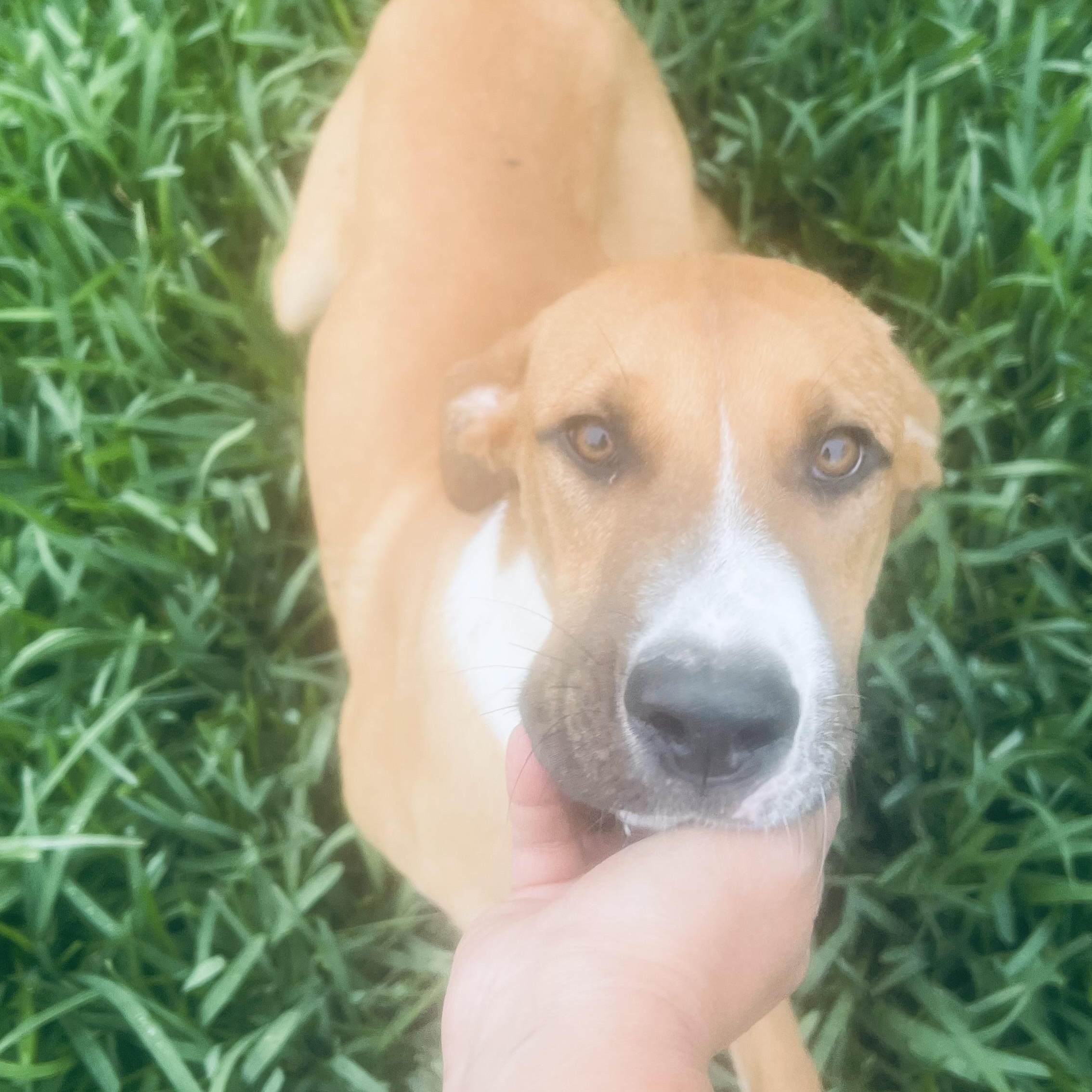 Enlarge Mr Cuddle bug! Sweet and docile! , a ADOPTABLE Mixed Breed in Milford , NH image 2/6