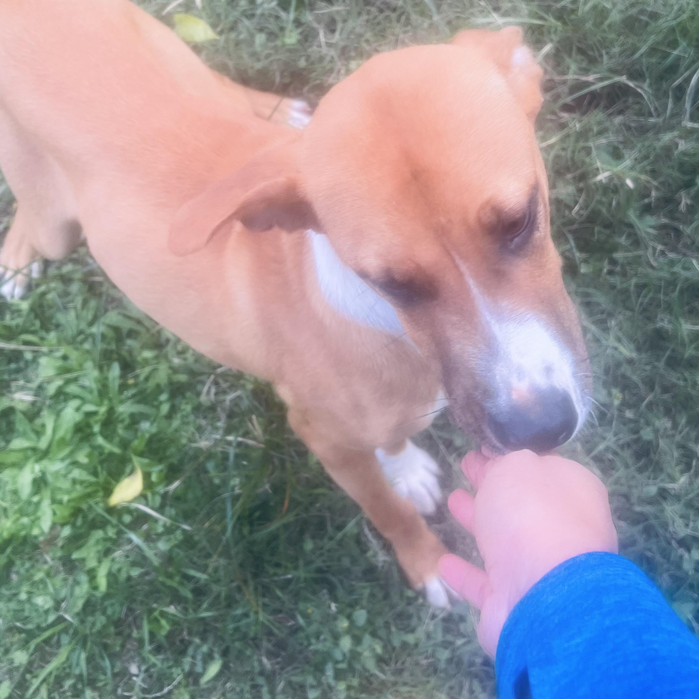 Enlarge Mr Cuddle bug! Sweet and docile! , a ADOPTABLE Mixed Breed in Milford , NH image 6/6