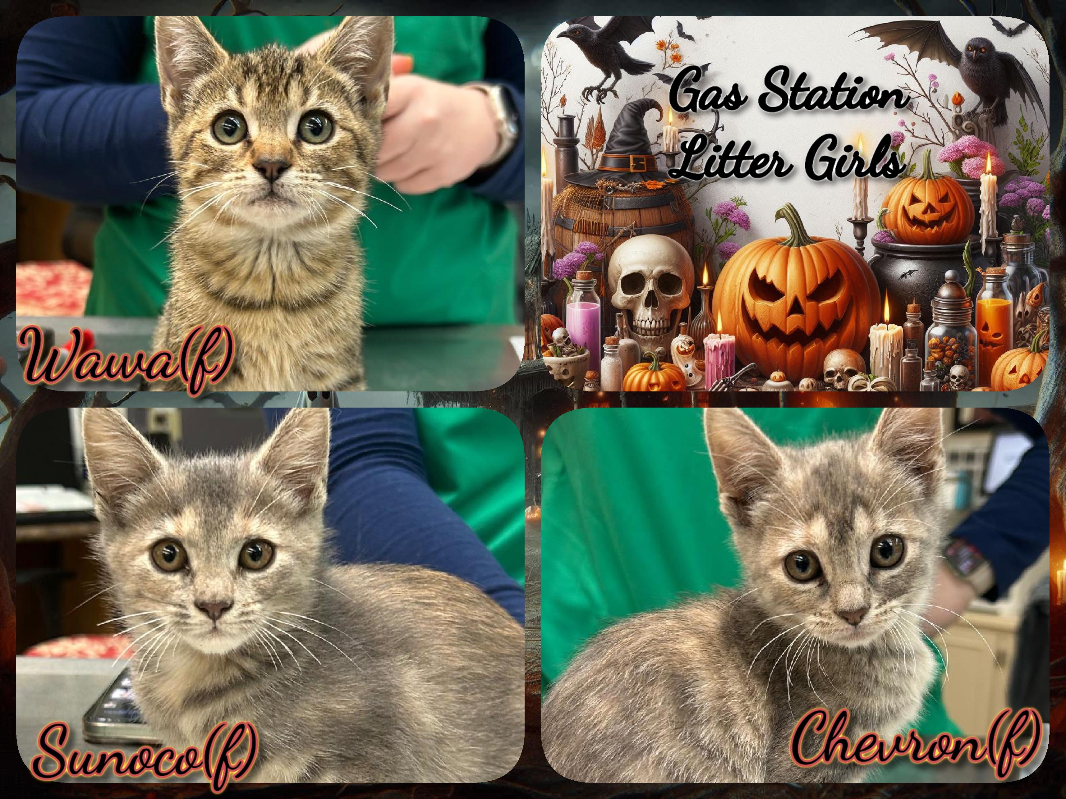 Gas Station Girls, Adoptable, Kitten Female Domestic Short Hair.
