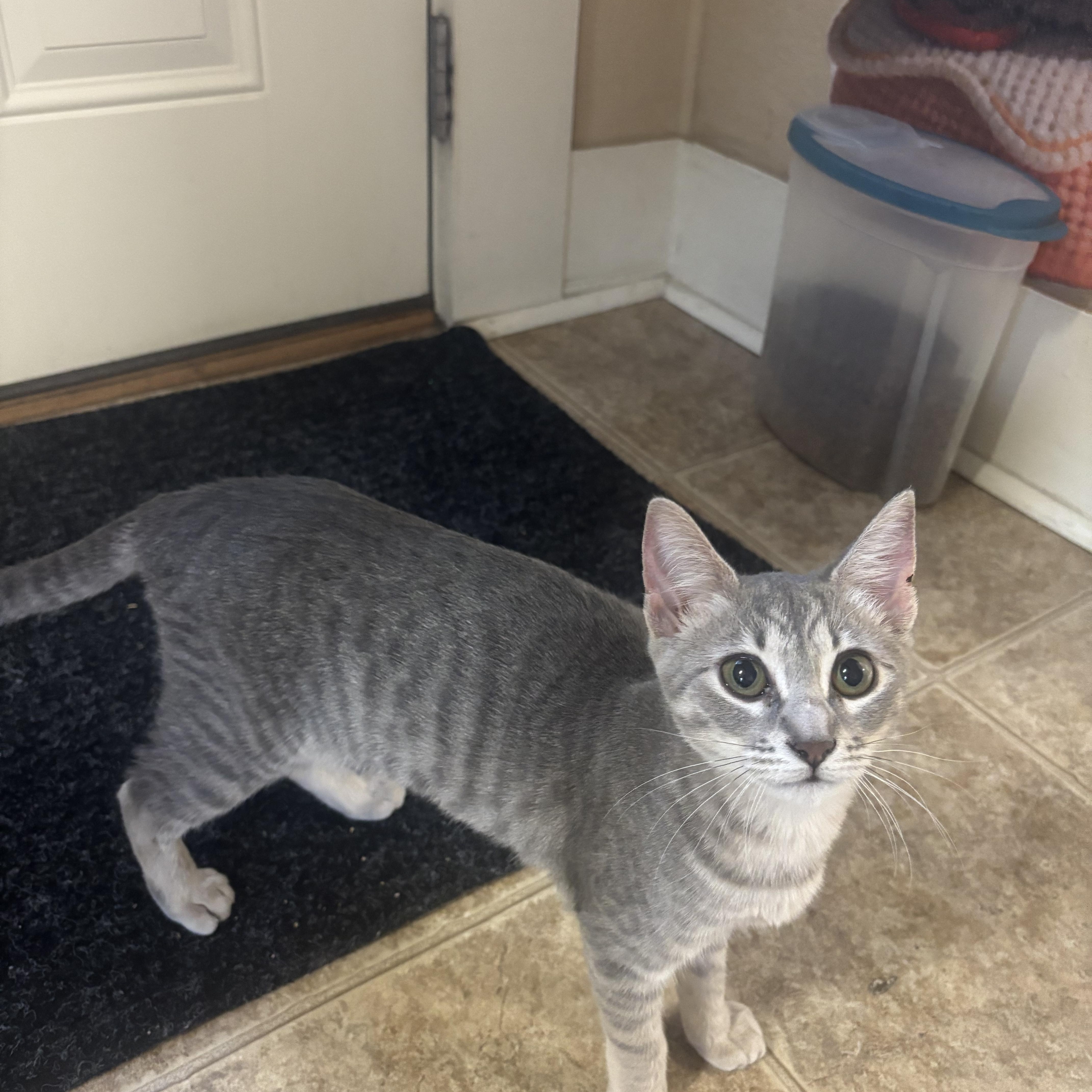 Mochi, a ADOPTABLE Domestic Short Hair in Statesboro, GA image 2/2