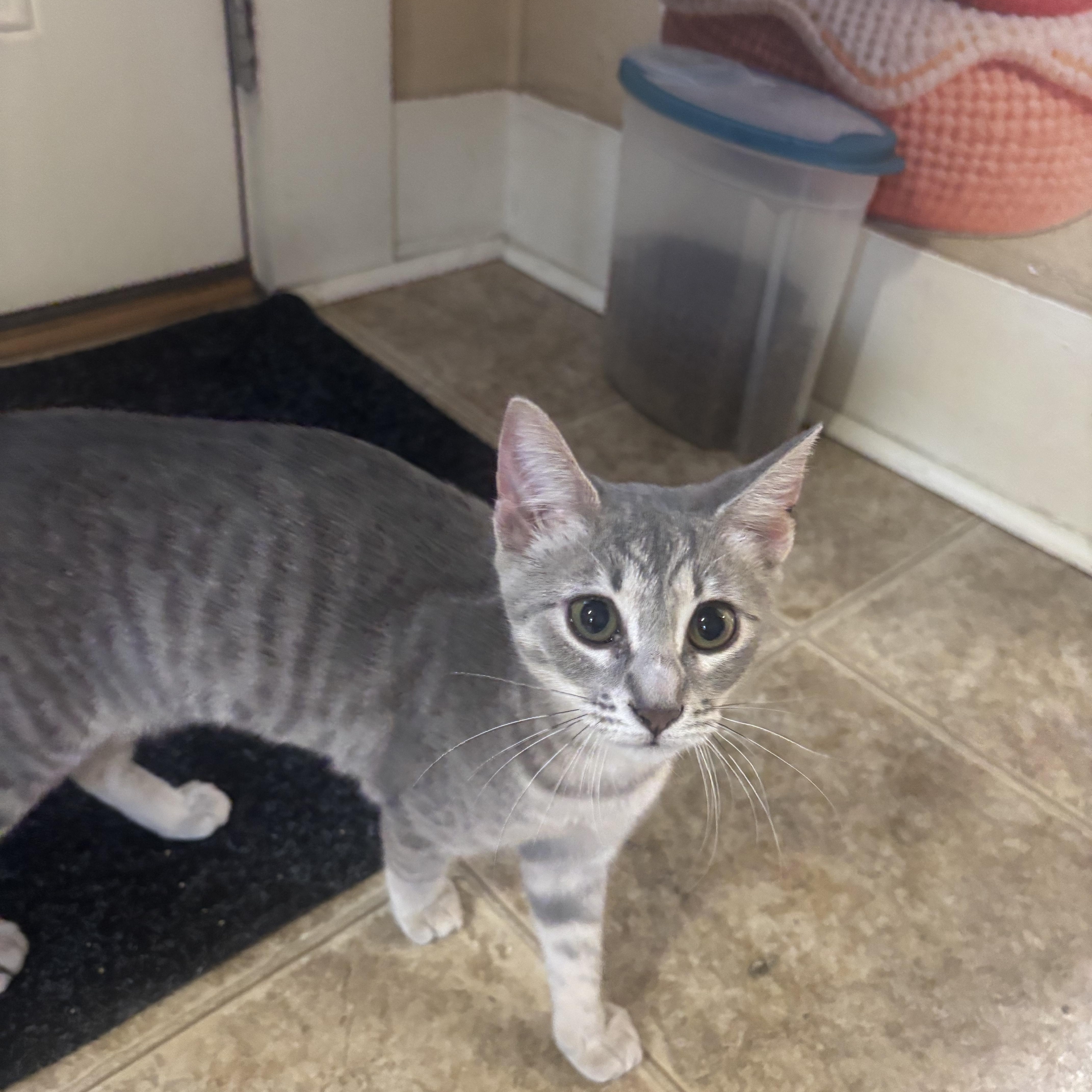 Mochi, a ADOPTABLE Domestic Short Hair in Statesboro, GA image 1/2