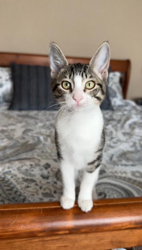 Leia, a Adoptable mixed breed image 2/2