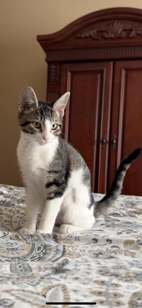 Leia, a Adoptable mixed breed image 1/2