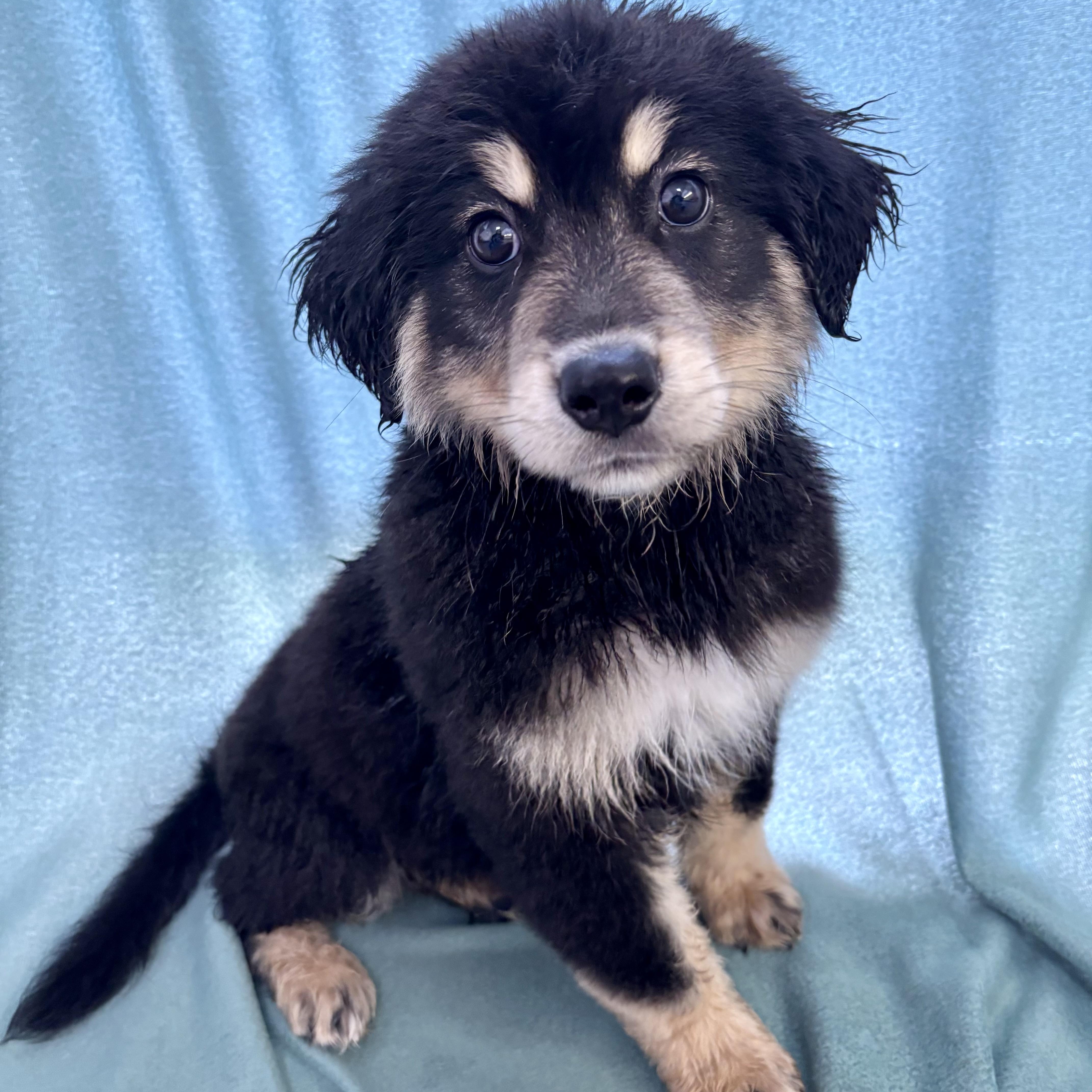 Tippy, a ADOPTABLE mixed breed in Circleville, OH image 1/2