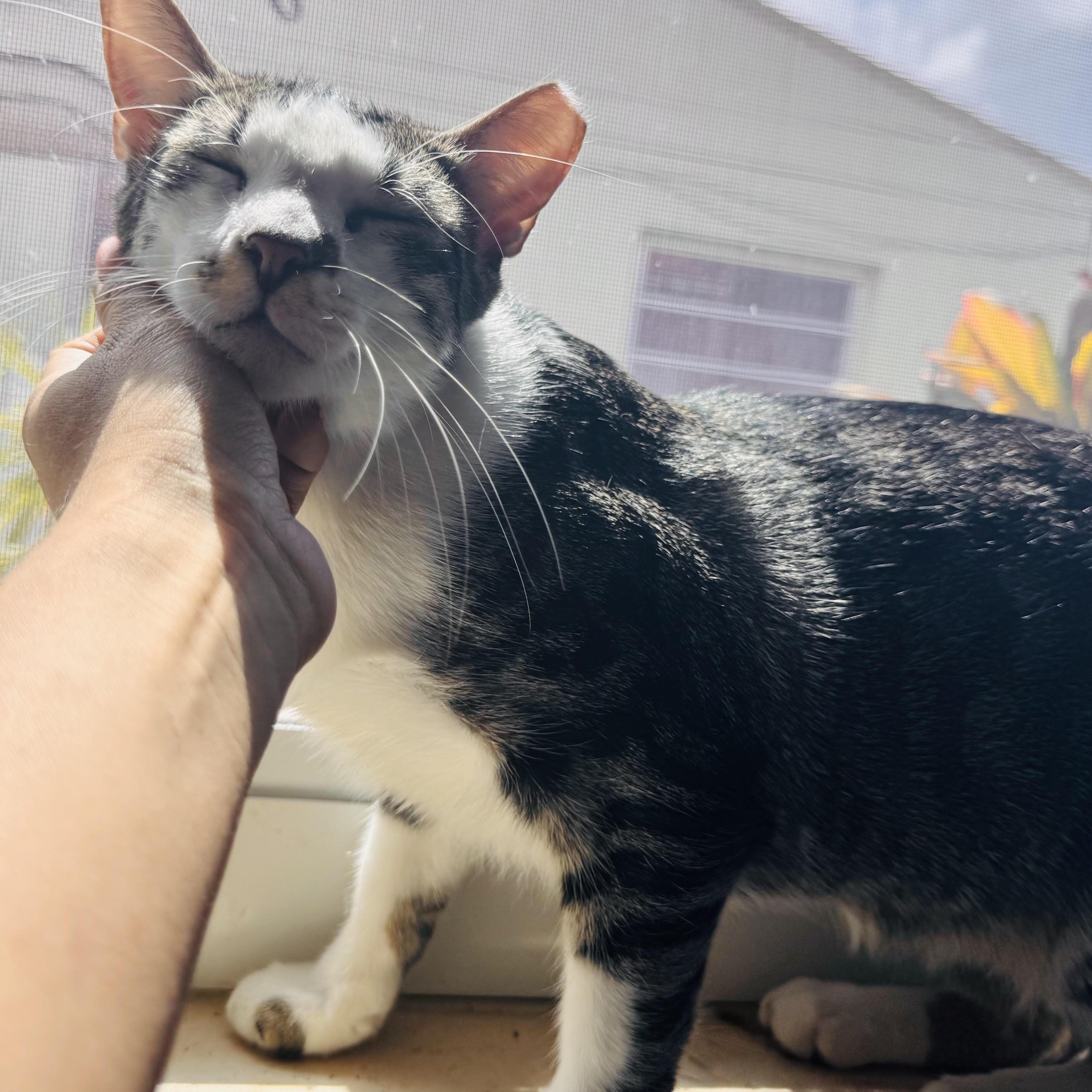 Enlarge Sal, a Adoptable Domestic Short Hair in Portland, ME image 1/5