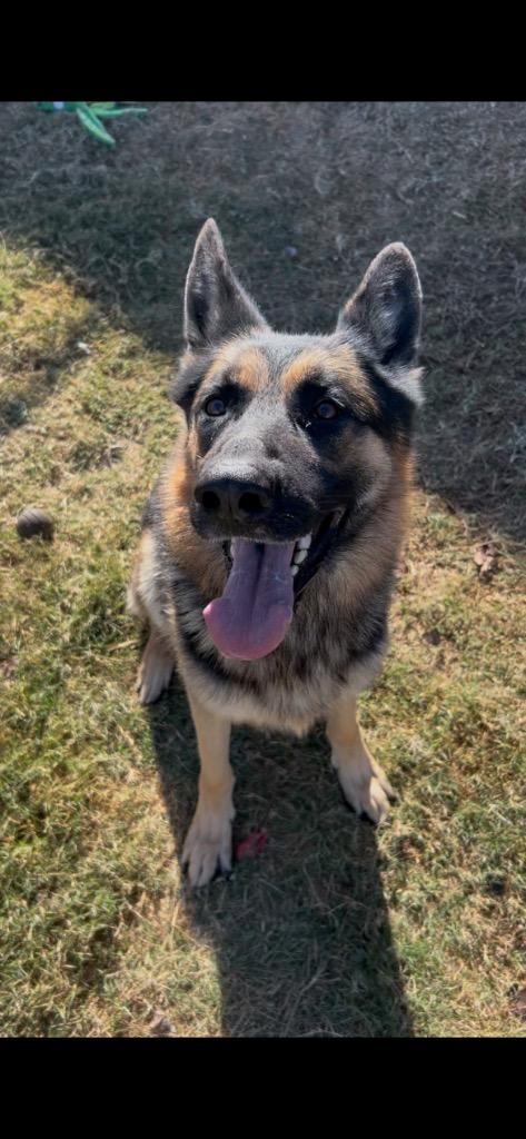 Enlarge Duke, a Adopted mixed breed in Red Oak, TX image 1/1