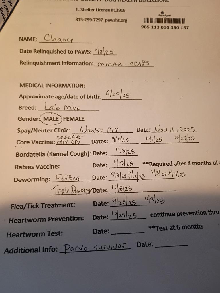 Enlarge Chance, a Adopted Labrador Retriever in Rockford, IL image 1/3