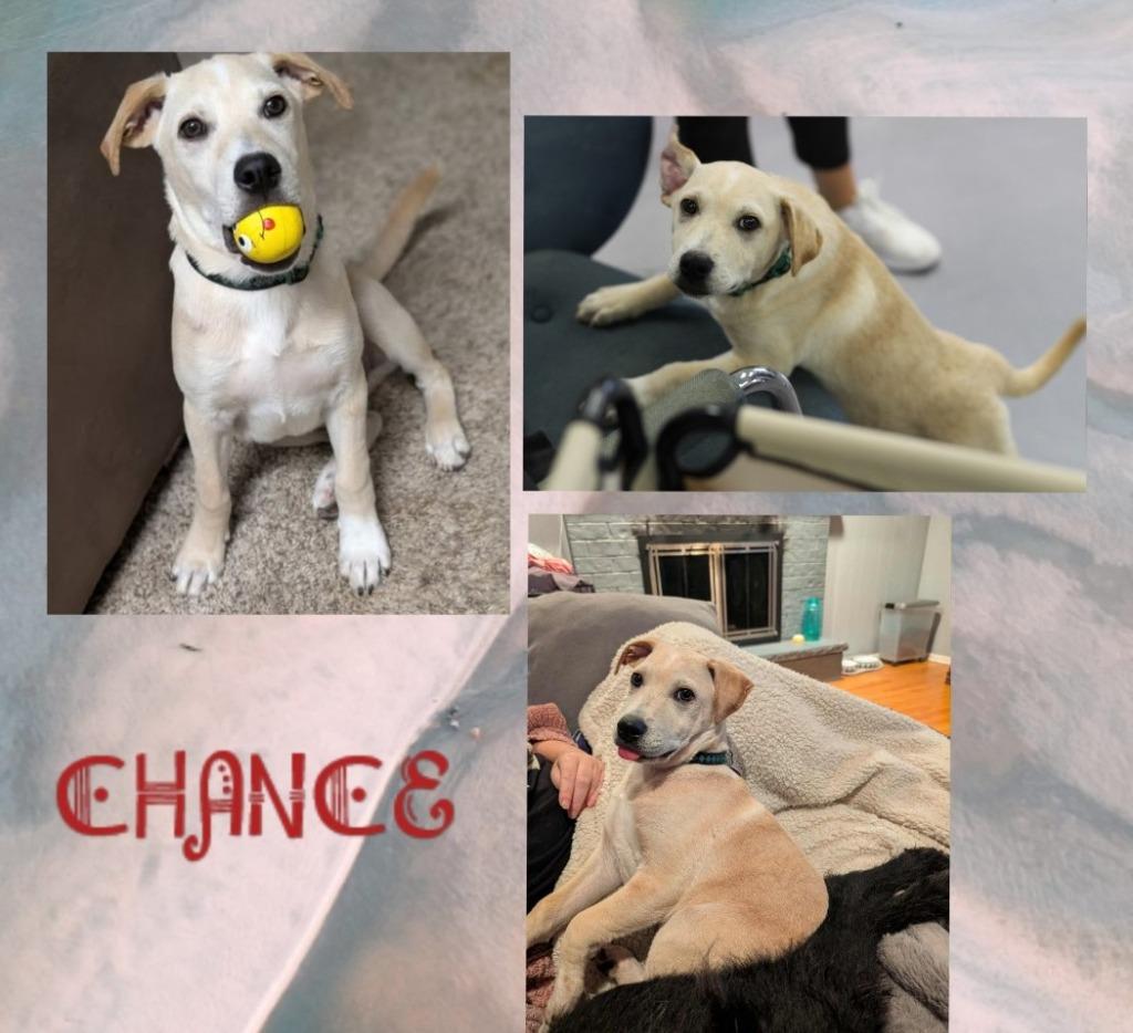 Enlarge Chance, a Adopted Labrador Retriever in Rockford, IL image 2/3