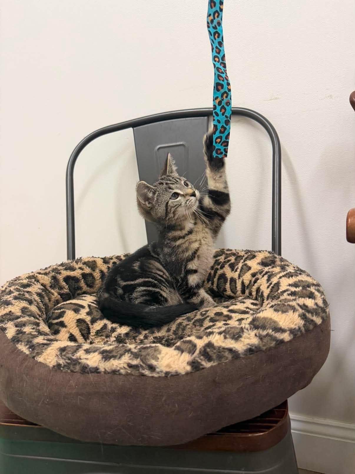 Tempo, a ADOPTABLE Tiger in Fulton, NY image 2/6