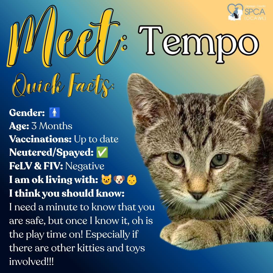 Tempo, ADOPTABLE, Young Male Tiger.