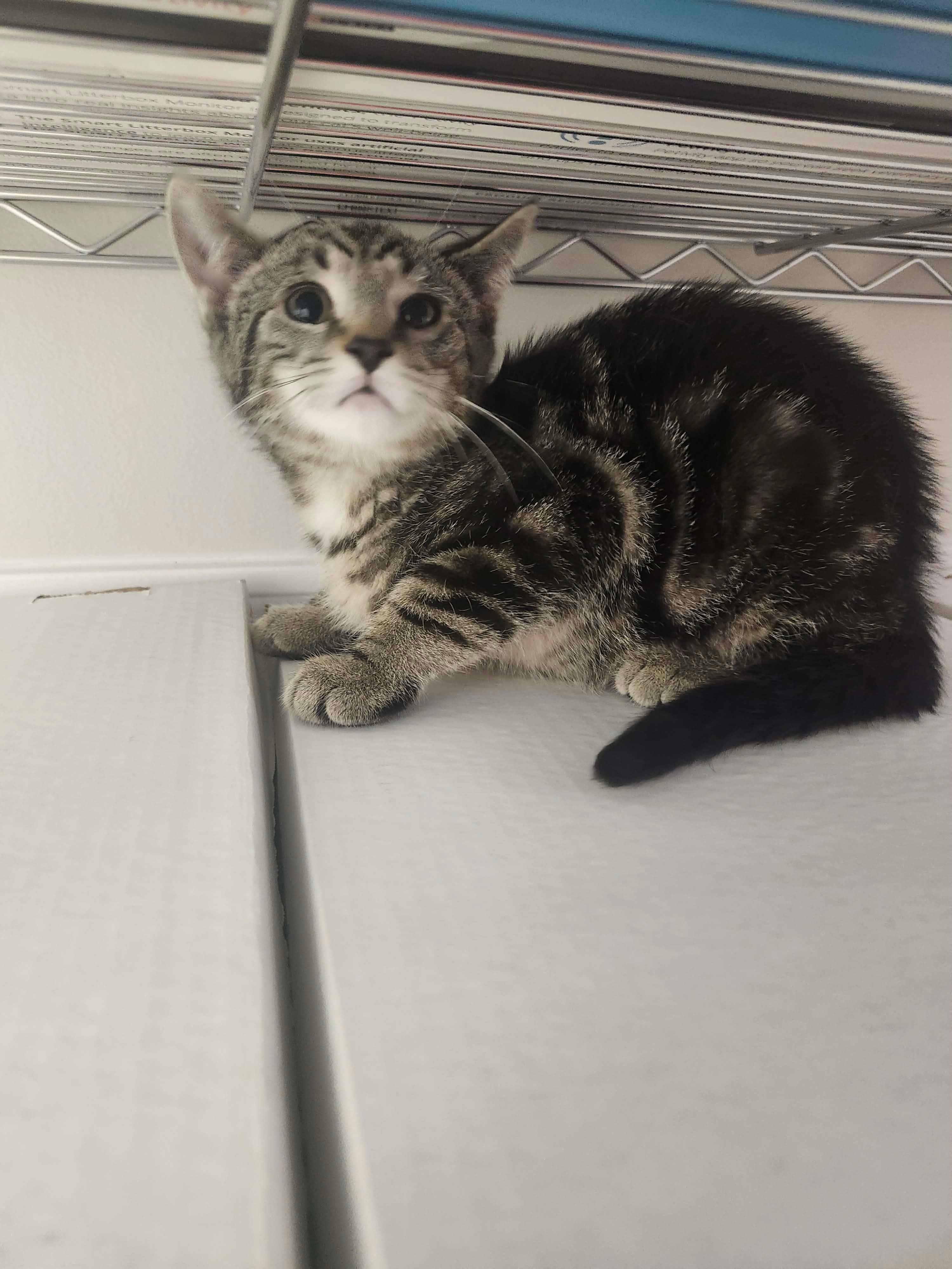 Tempo, a ADOPTABLE Tiger in Fulton, NY image 3/6