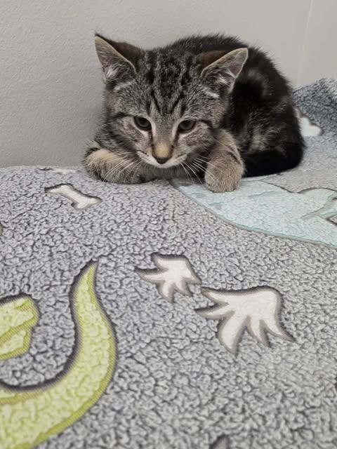 Tempo, a ADOPTABLE Tiger in Fulton, NY image 5/6