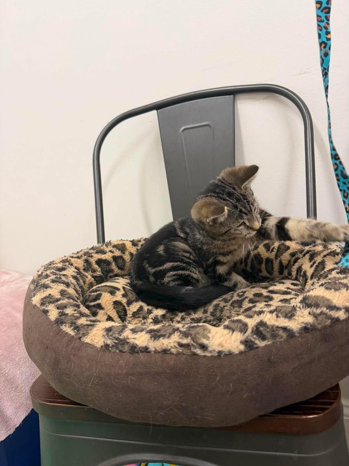 Tempo, a ADOPTABLE Tiger in Fulton, NY image 6/6