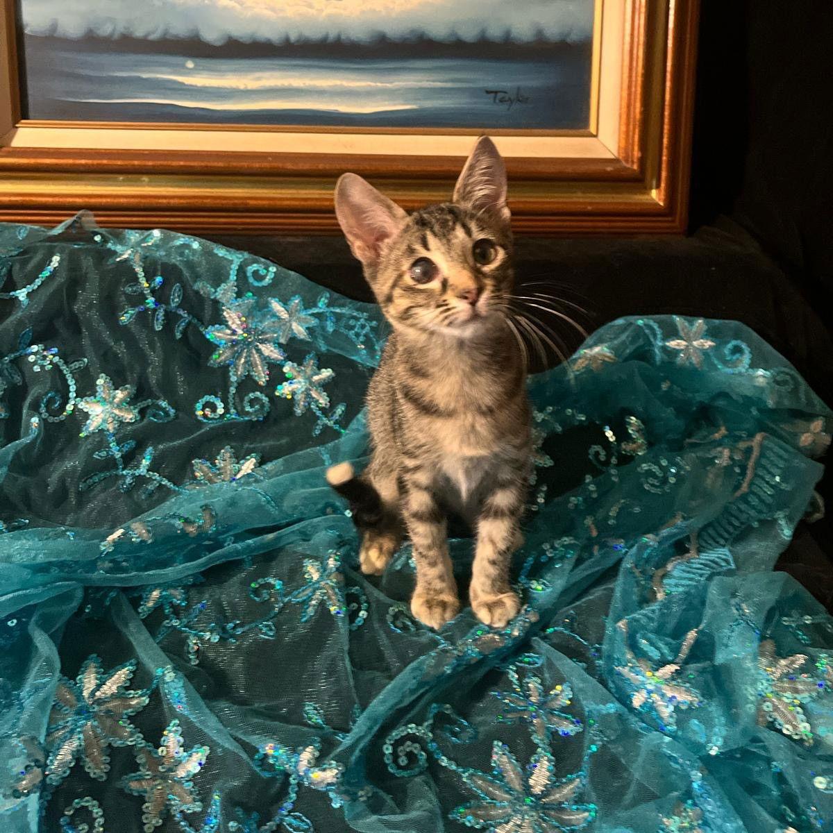 Lucky (& Gumdrop), Adoptable, Young Female Domestic Short Hair.