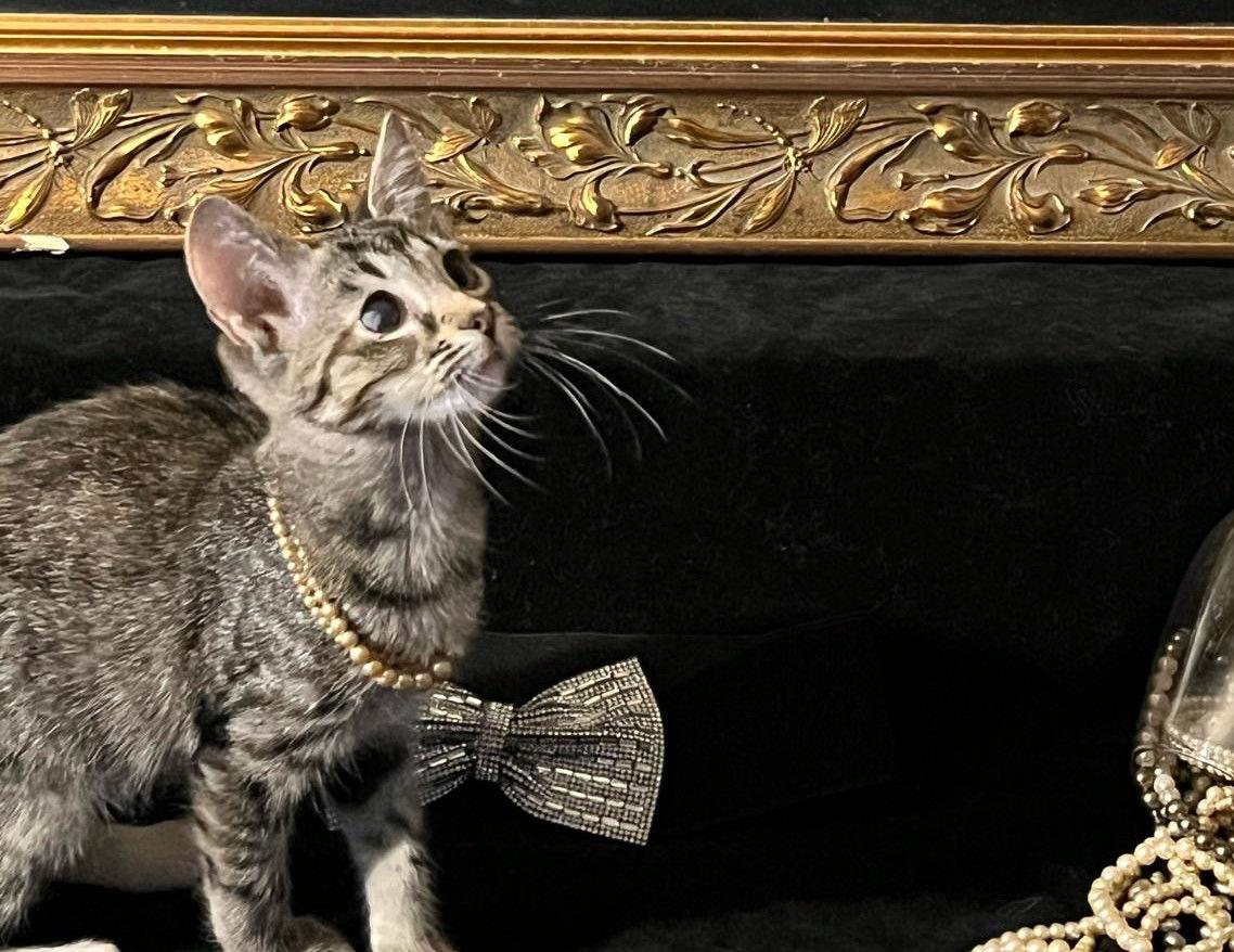 Enlarge Lucky (& Gumdrop), a Adoptable Domestic Short Hair in Castro Valley, CA image 2/3