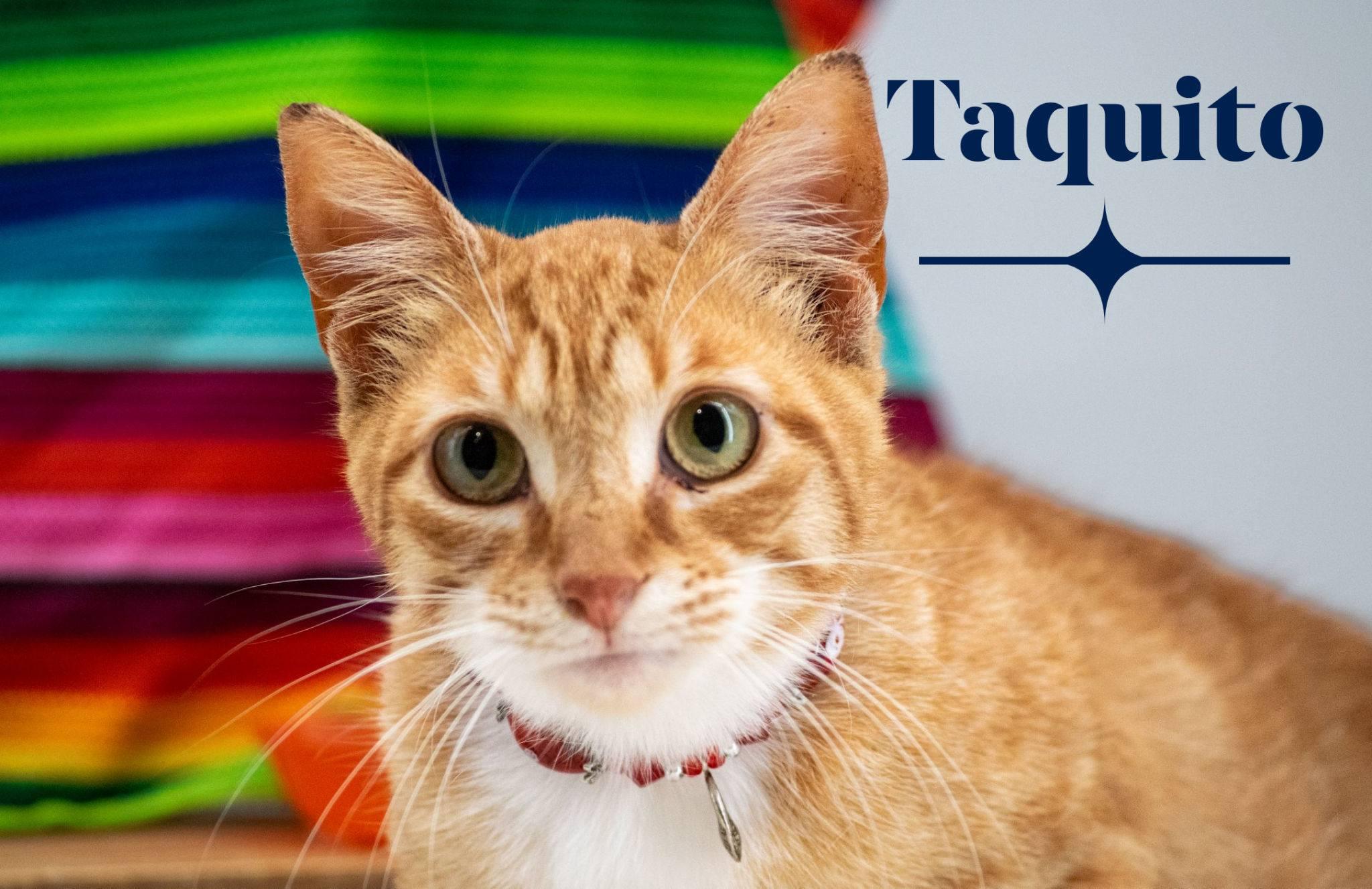 Enlarge Taquito, a ADOPTABLE Domestic Short Hair in Sevierville, TN image 1/4