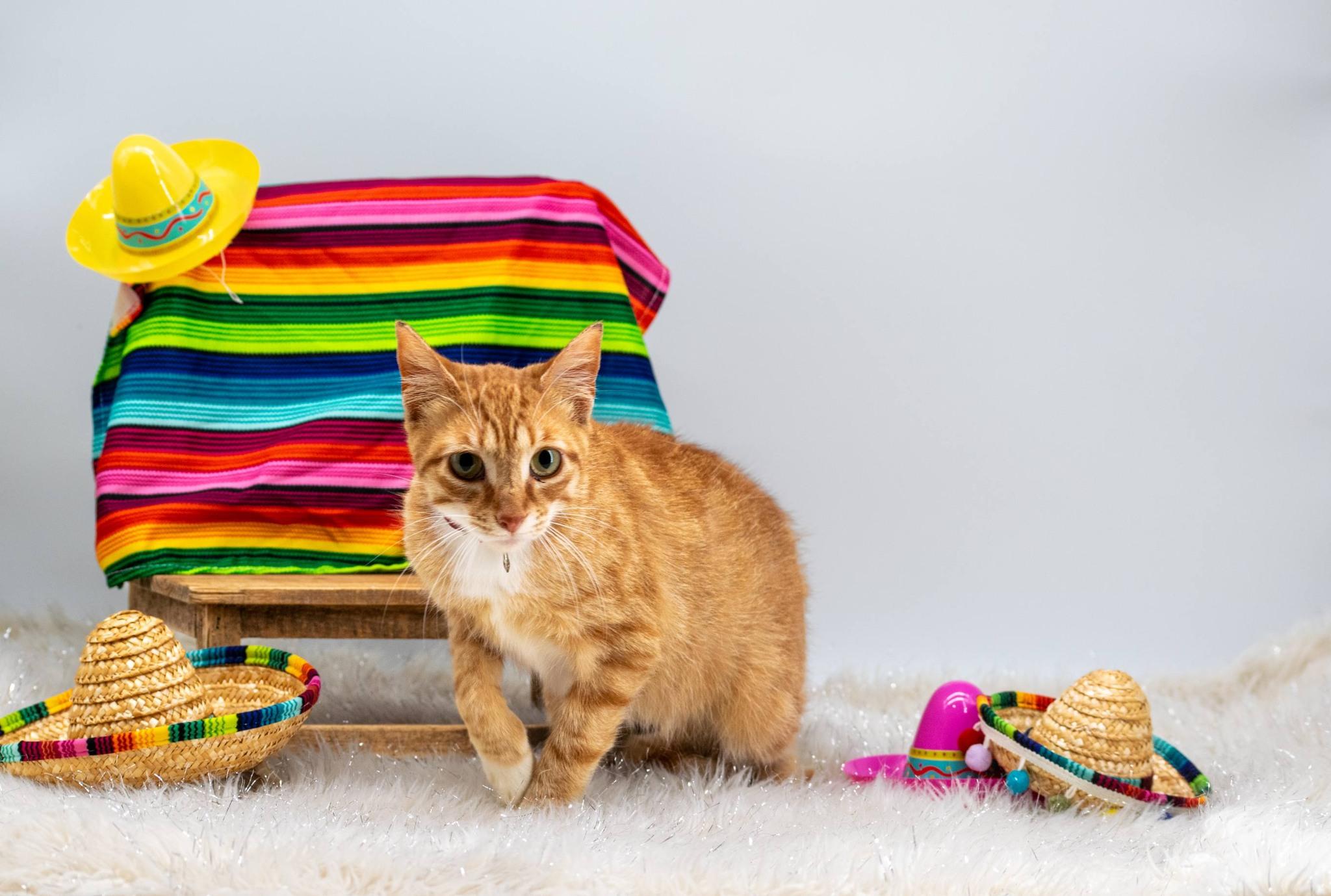 Enlarge Taquito, a ADOPTABLE Domestic Short Hair in Sevierville, TN image 4/4