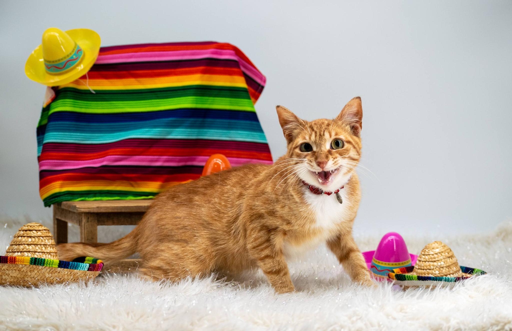 Enlarge Taquito, a ADOPTABLE Domestic Short Hair in Sevierville, TN image 3/4
