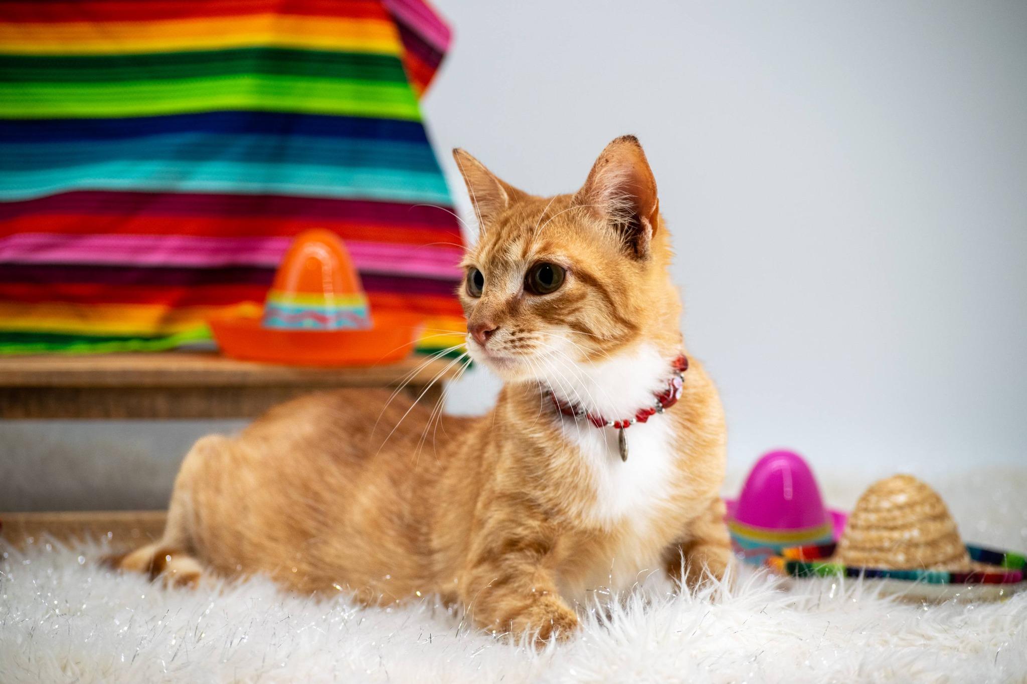 Enlarge Taquito, a ADOPTABLE Domestic Short Hair in Sevierville, TN image 2/4