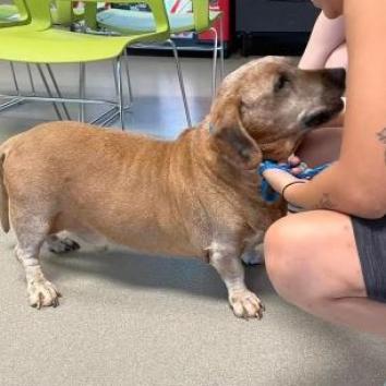 Enlarge Binky, a Adoptable mixed breed in Pahrump, NV image 1/3