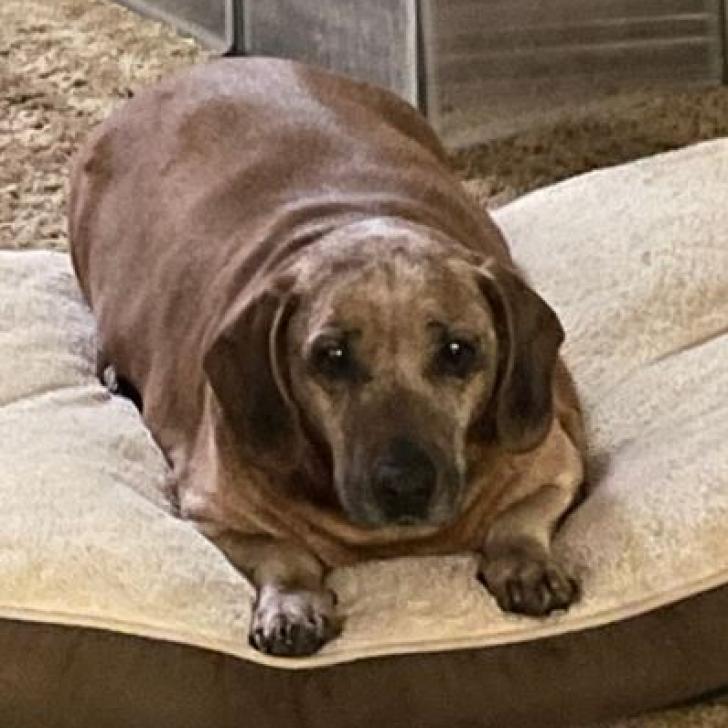 Enlarge Binky, a Adoptable mixed breed in Pahrump, NV image 2/3