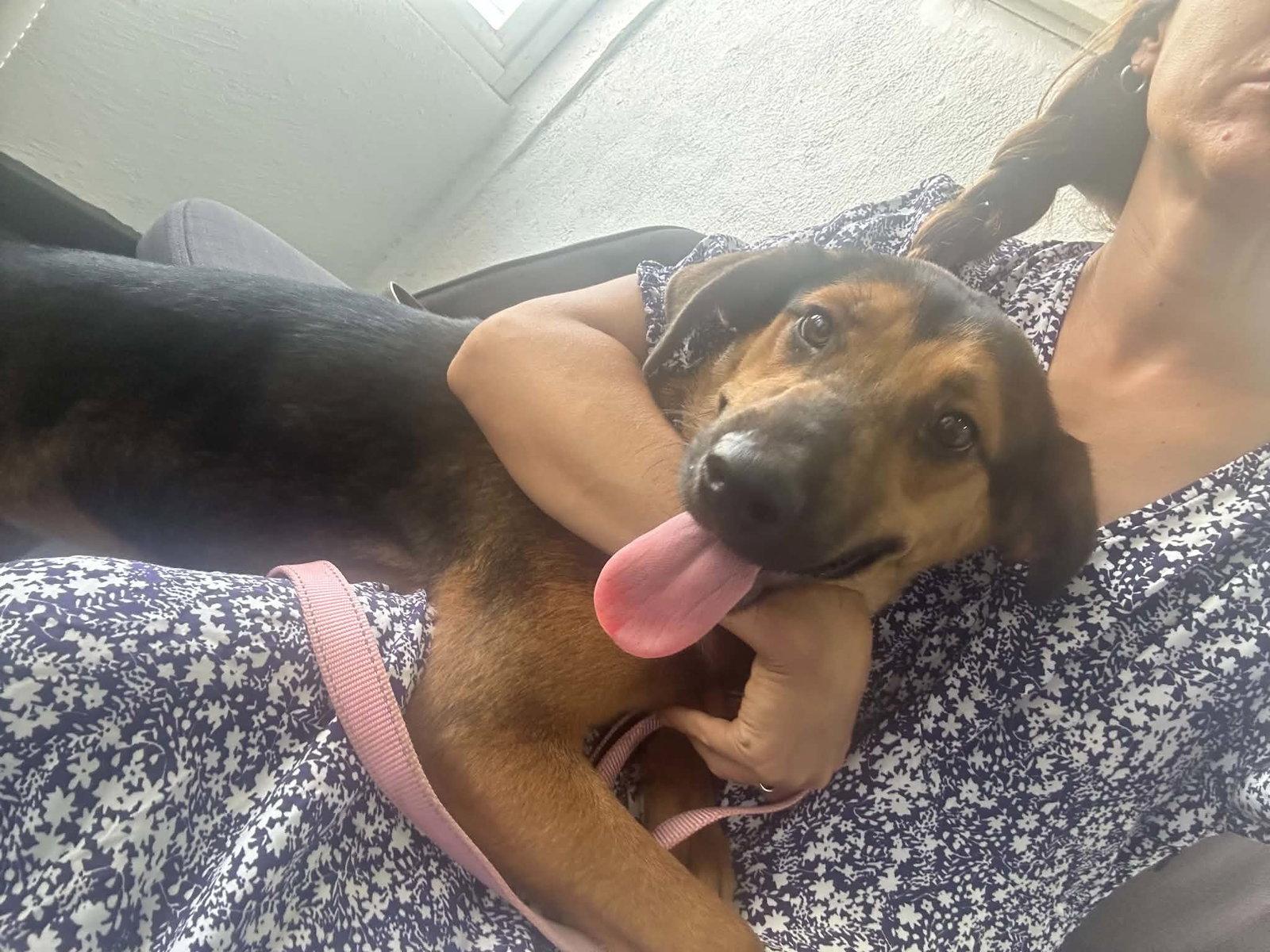 Penelope, Adoptable, Young Female Foxhound & Shepherd.