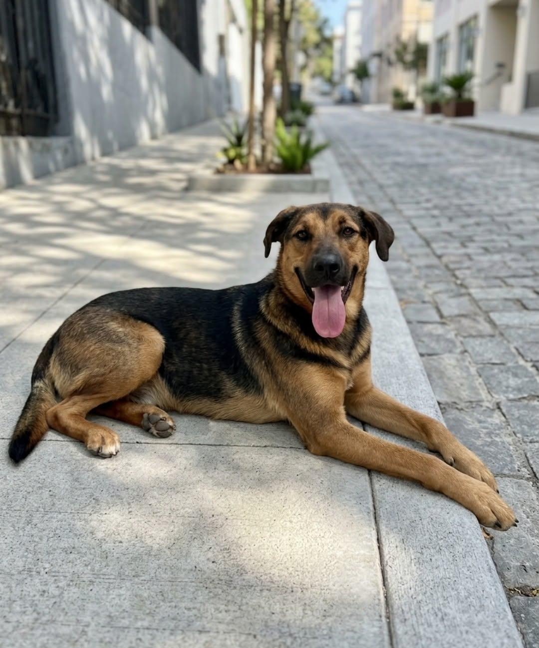 Penelope, Adoptable, Young Female Foxhound & Shepherd.