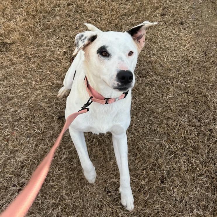 Bertha, Adoptable, Adult Female Mixed Breed.