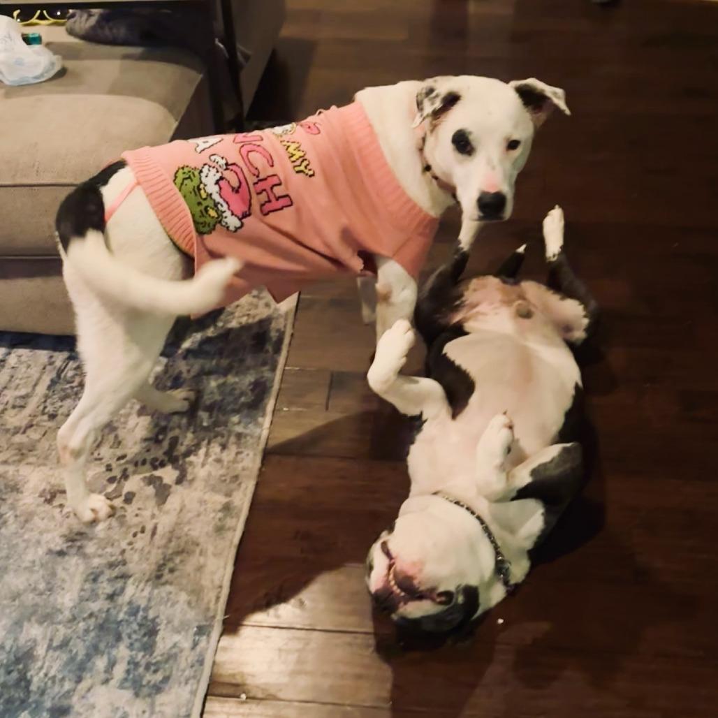 Enlarge Bertha, a Adoptable Mixed Breed in Bentonville, AR image 2/6