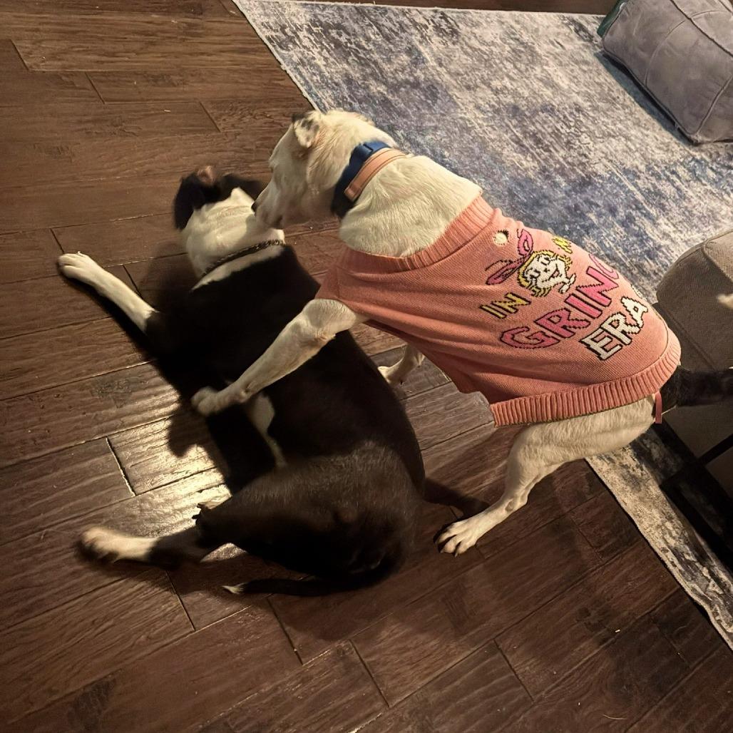 Enlarge Bertha, a Adoptable Mixed Breed in Bentonville, AR image 4/6