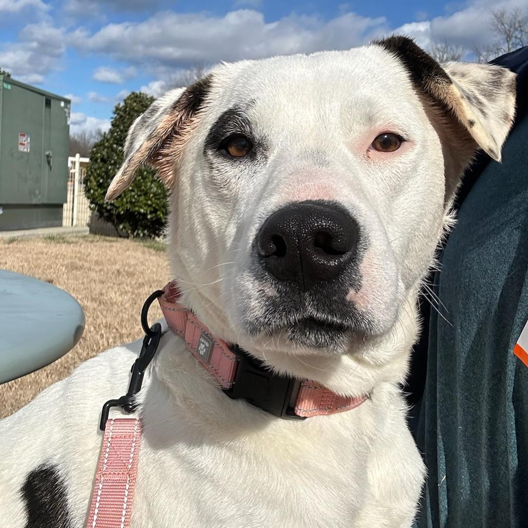 Enlarge Bertha, a Adoptable Mixed Breed in Bentonville, AR image 5/6