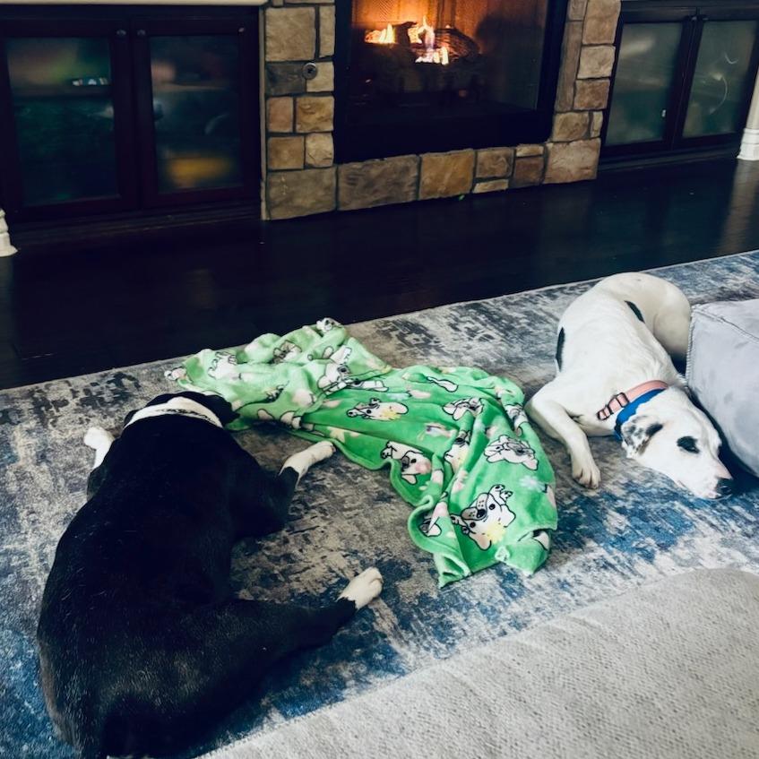 Enlarge Bertha, a Adoptable Mixed Breed in Bentonville, AR image 6/6